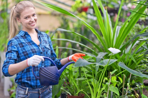 Professional hedge trimming in a Norbiton garden boundary