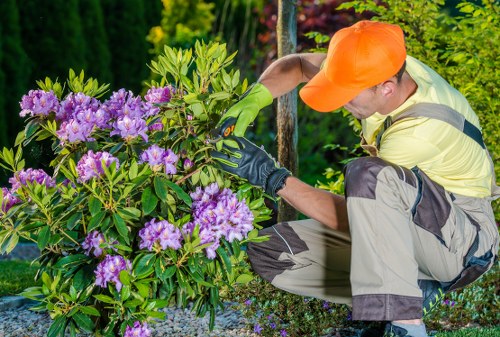 Professional tree surgery in Norbiton for safe and healthy trees