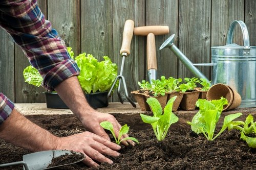 Professional garden waste removal and tidy-up in Norbiton