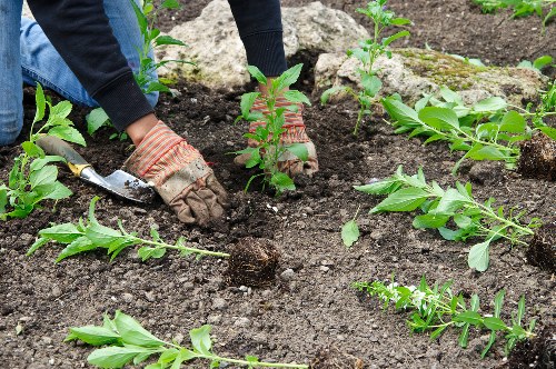 Ongoing review of gardening safety procedures and standards
