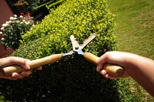 Seasonal garden maintenance in Norbiton for healthy plants and neat hedges
